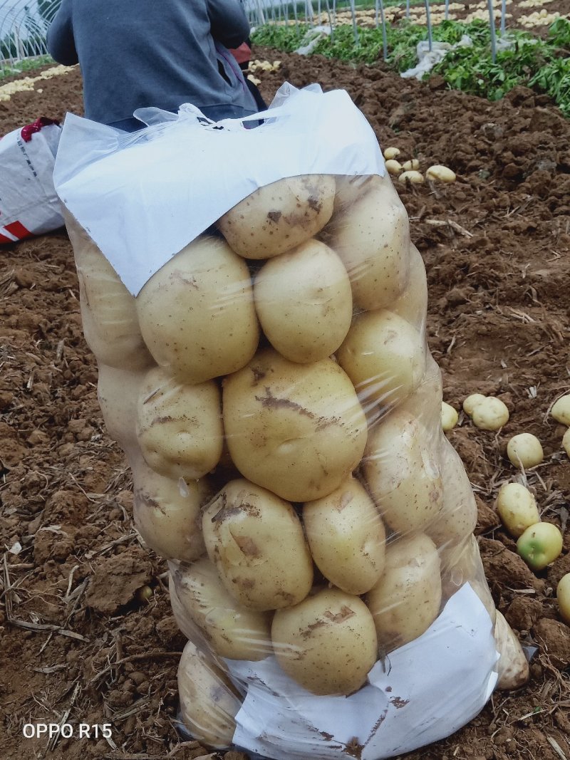 泗水中署五土豆大量上市。