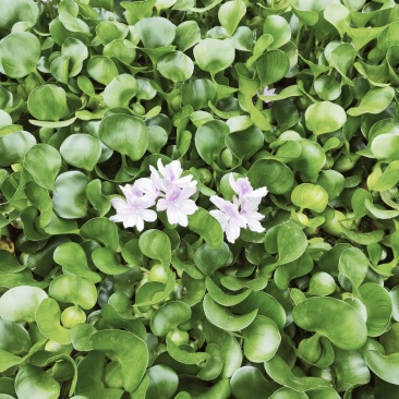 水葫芦生存基地直销成活率高