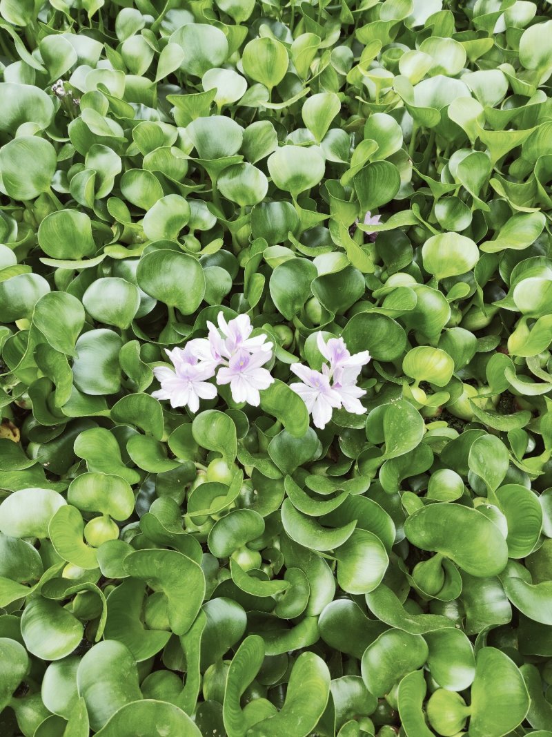 水葫芦生存基地直销成活率高