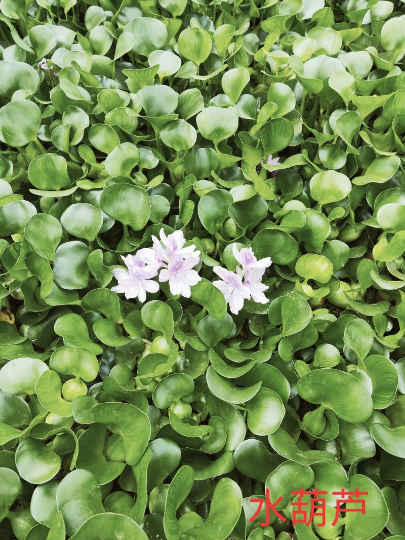 水葫芦生存基地直销成活率高