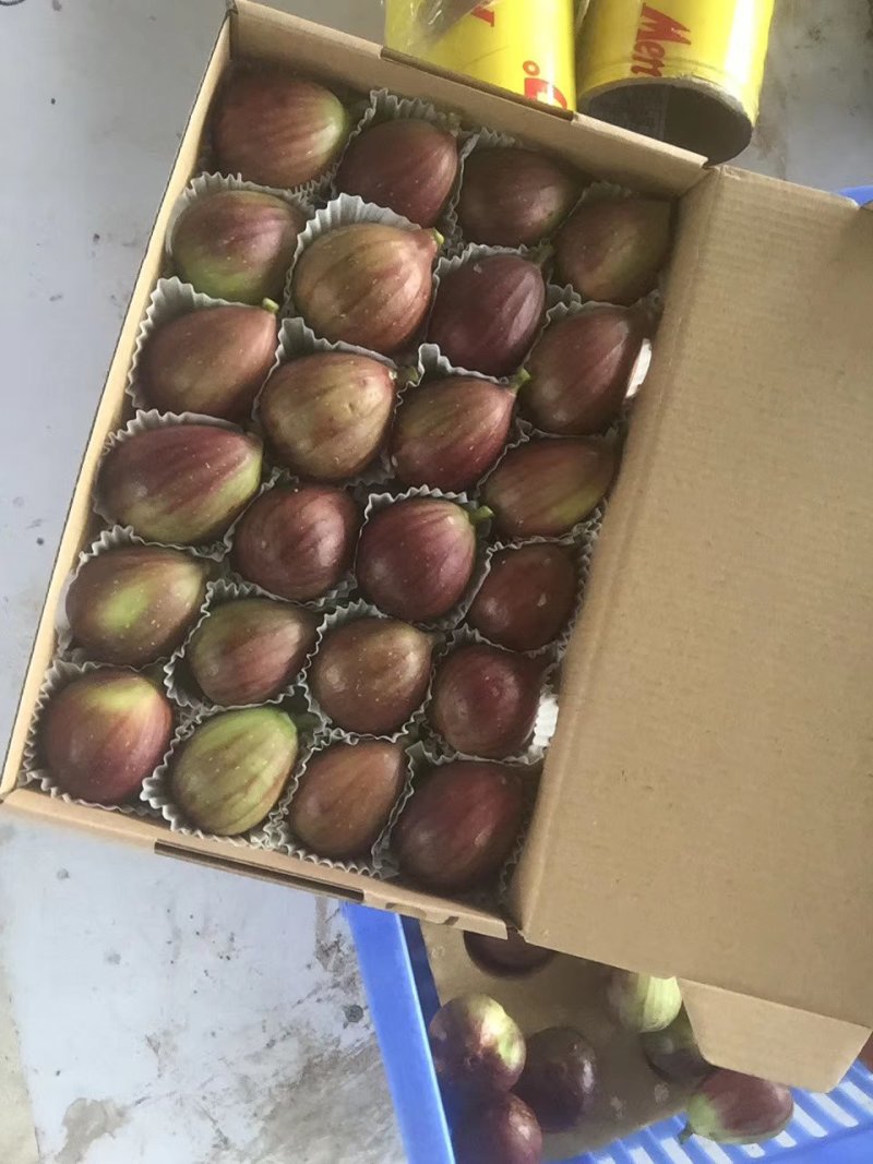 优质波姬红，青皮，无花果树苗