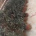 优质波姬红，青皮，无花果树苗