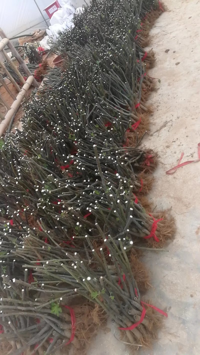 优质波姬红，青皮，无花果树苗