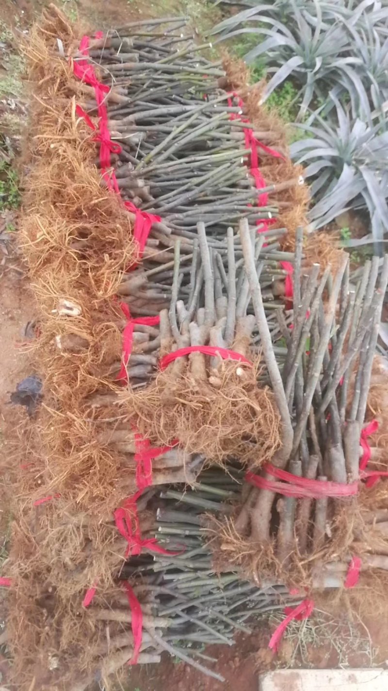 优质波姬红，青皮，无花果树苗