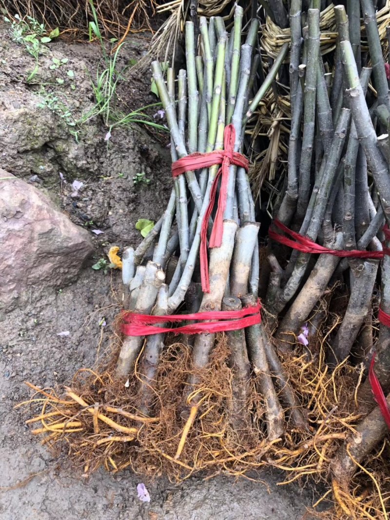 优质波姬红，青皮，无花果树苗