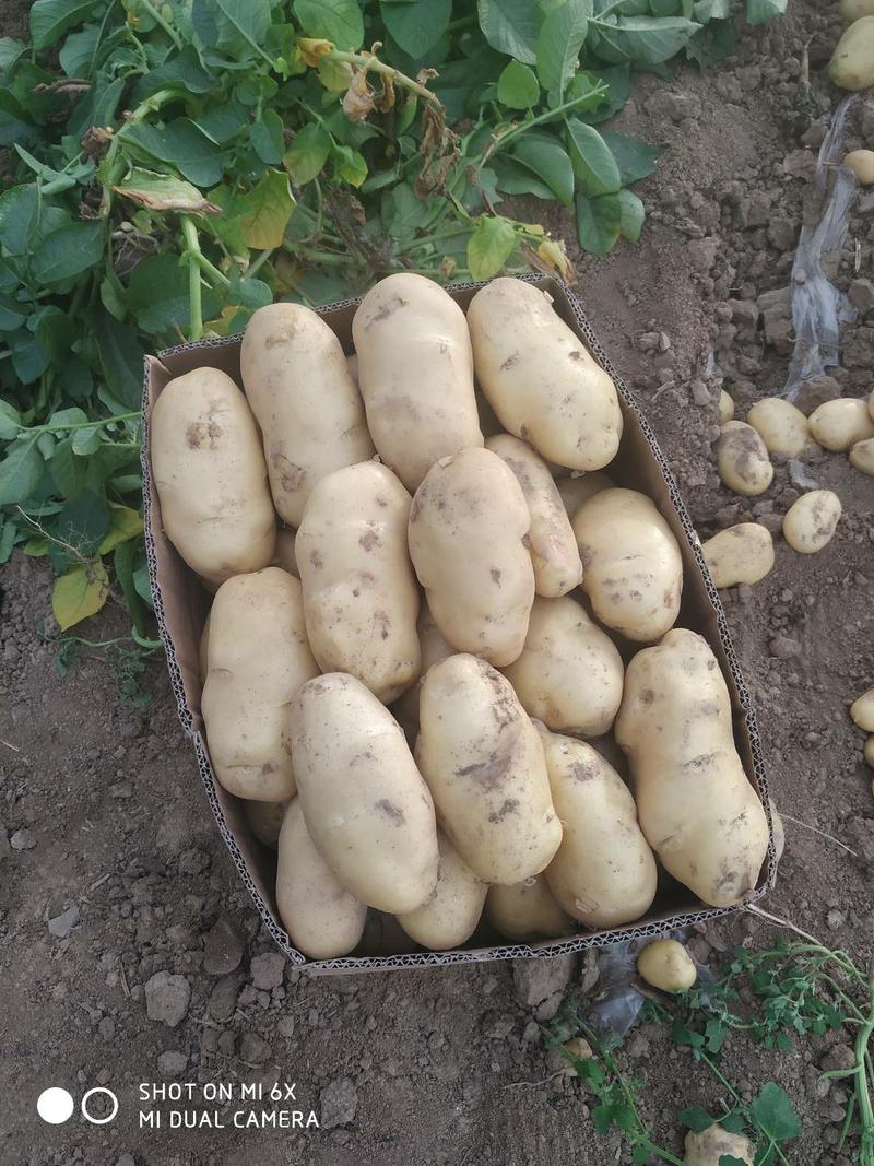 新荷兰土豆.一手货源，有希森3号806等都是黄心土豆