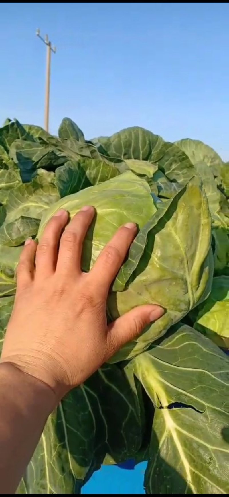 甘蓝