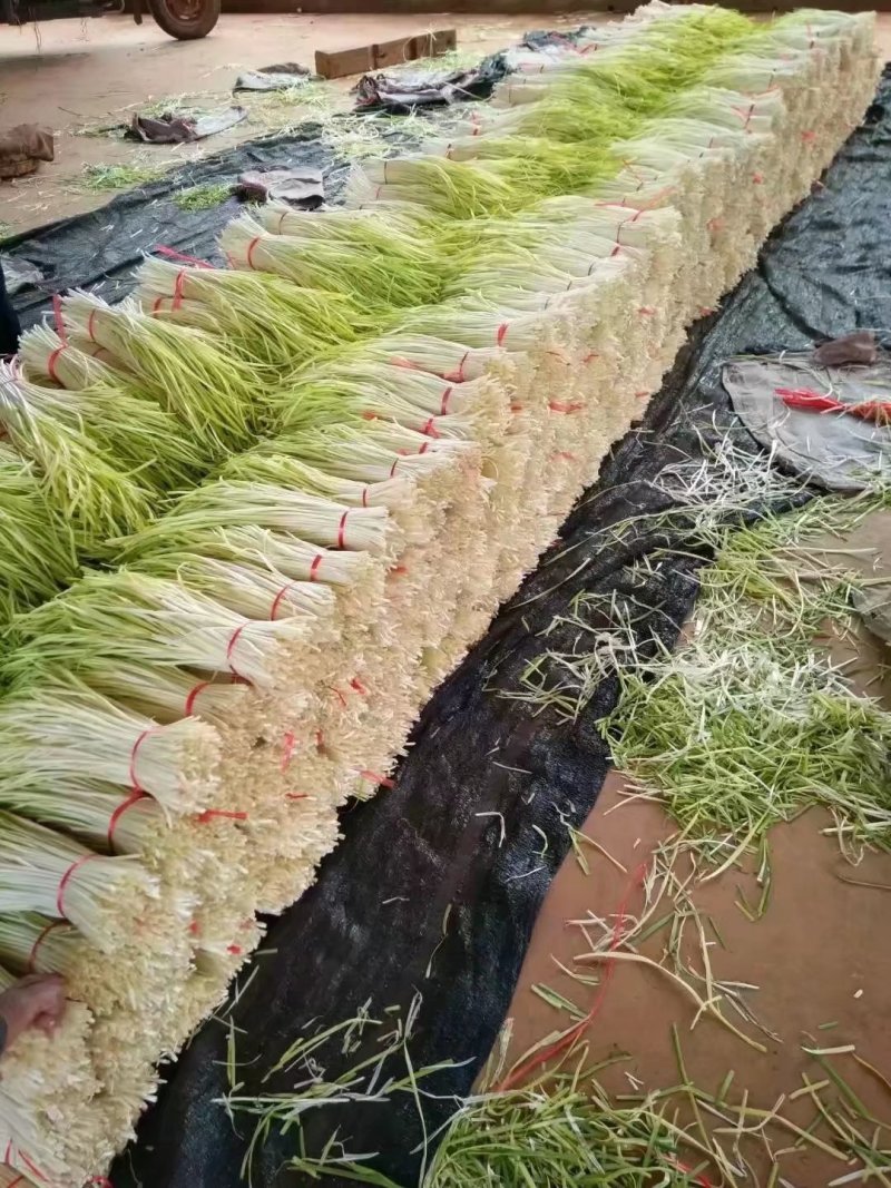 唐元韭黄