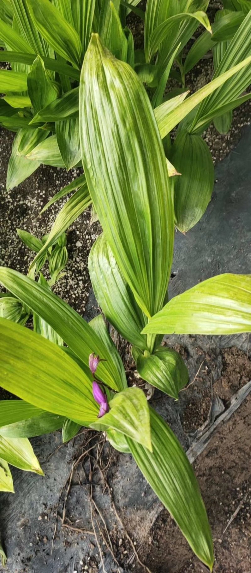 紫花三叉白芨，大白芨，白芨种苗，紫花白芨