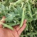 中碗6号和9甜碗豆已大量上市质量好无烂角，饱满度好