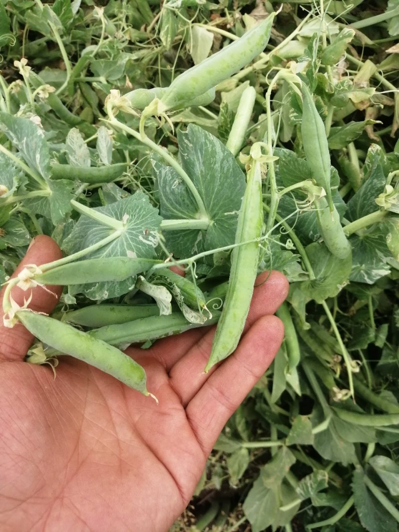 中碗6号和9甜碗豆已大量上市质量好无烂角，饱满度好