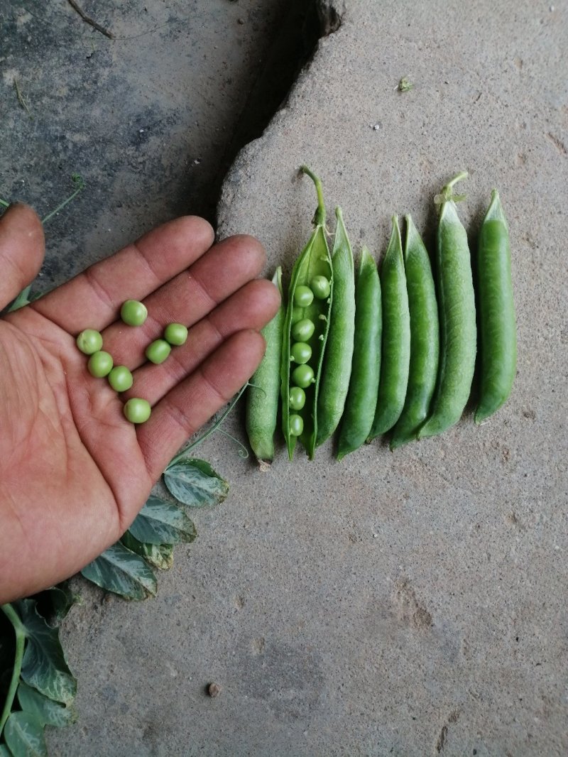 中碗6号和9甜碗豆已大量上市质量好无烂角，饱满度好