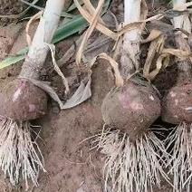 中牟早熟大蒜，成熟度高，可以晾晒和做蒜种。