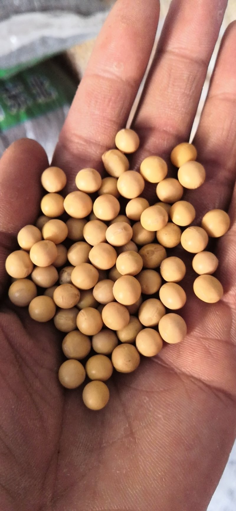 黄豆高蛋白大豆可做豆浆豆腐腐竹厂家直销量大从优