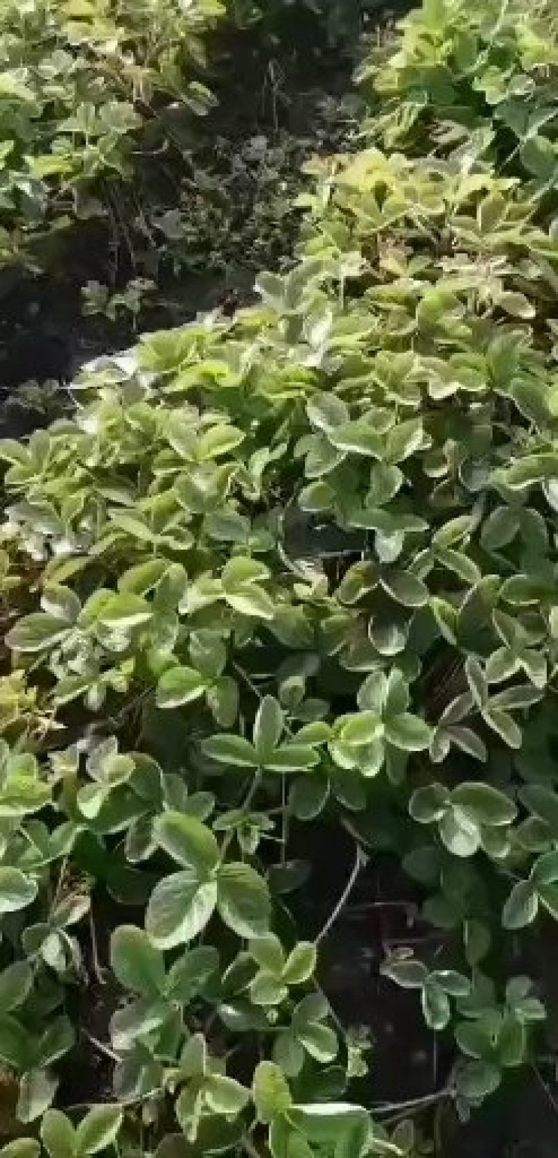 北方黑龙江抗寒草莓苗，北方抗寒草莓苗大量供应