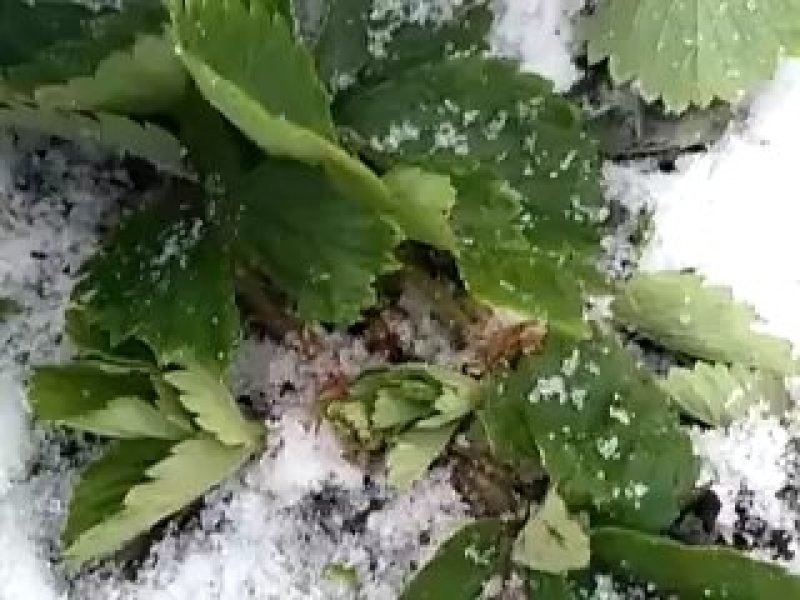 北方黑龙江抗寒草莓苗，北方抗寒草莓苗大量供应