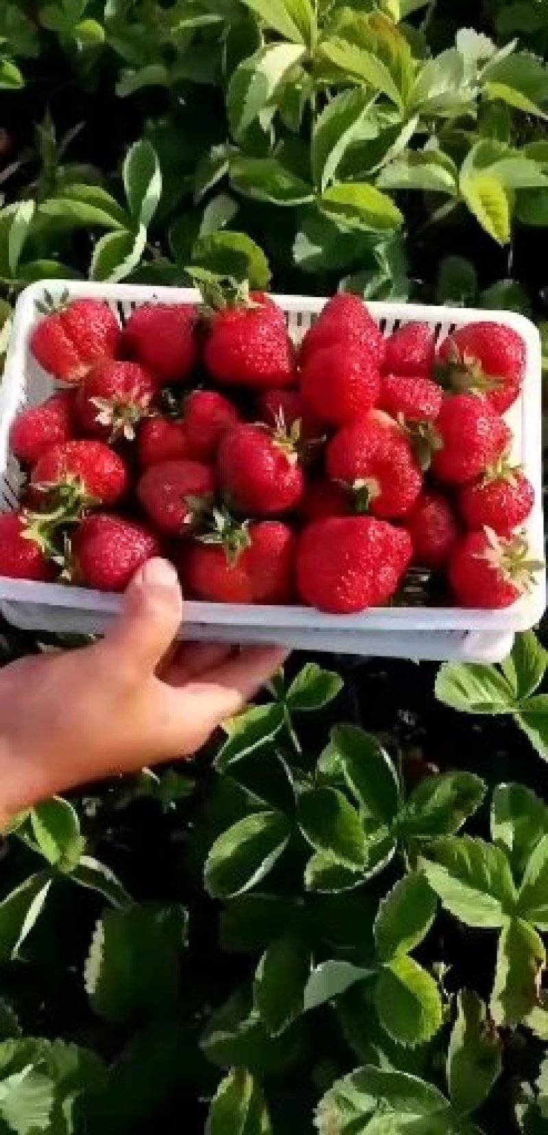 北方黑龙江抗寒草莓苗，北方抗寒草莓苗大量供应