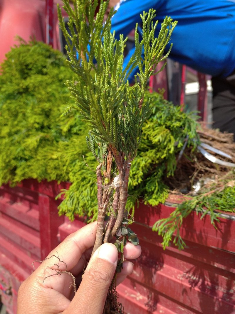 龙柏苗龙柏树苗小龙柏柏树小苗工程苗大量有货