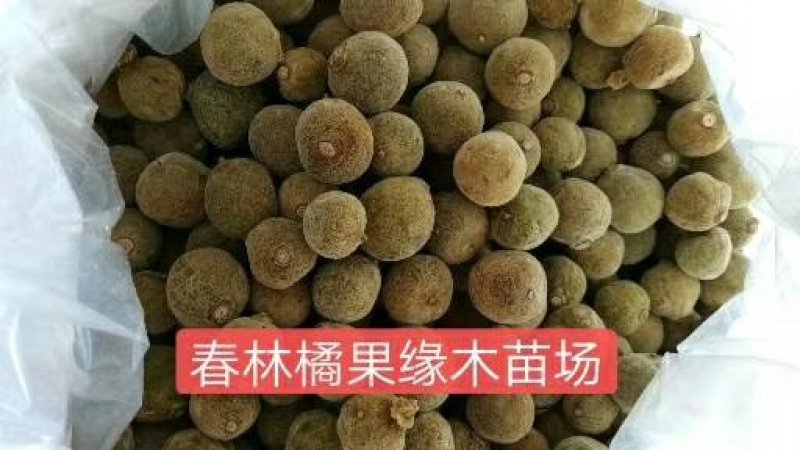 化橘红胎果片，效果更好。来自化橘红之乡产地