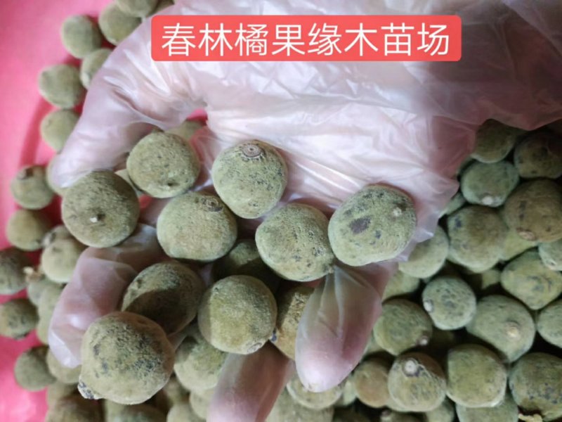 化橘红胎果片，效果更好。来自化橘红之乡产地