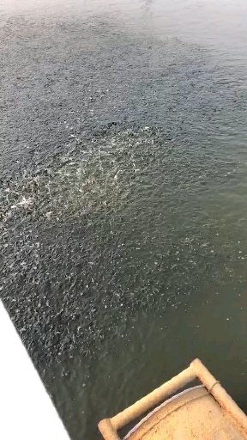 种苗