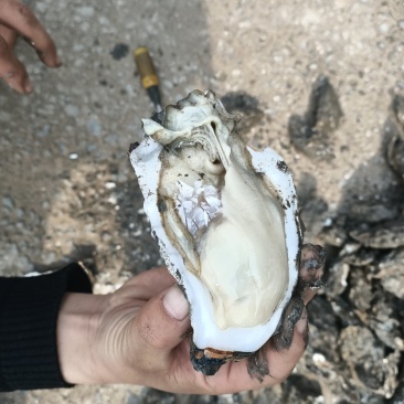 生蚝可以发物流，整车配送，零担都可以发车的