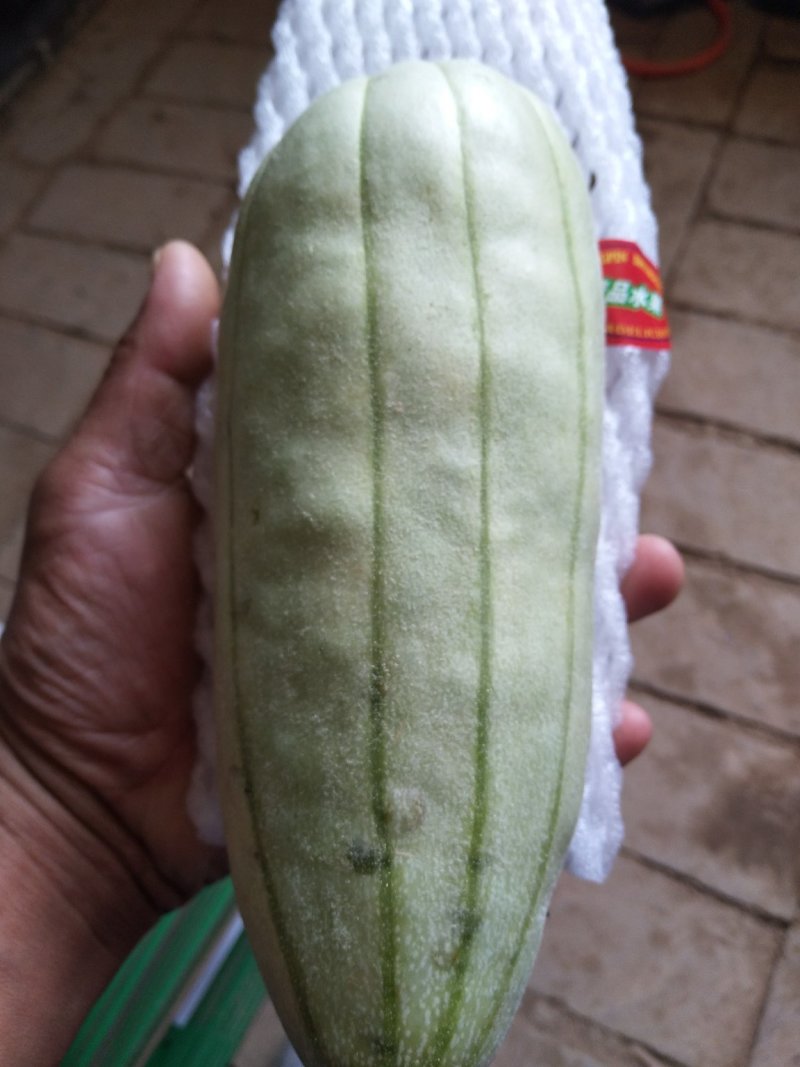高石脆瓜