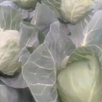 甘蓝类