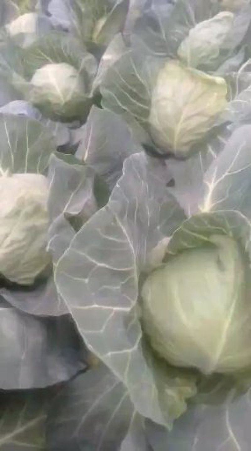 甘蓝类