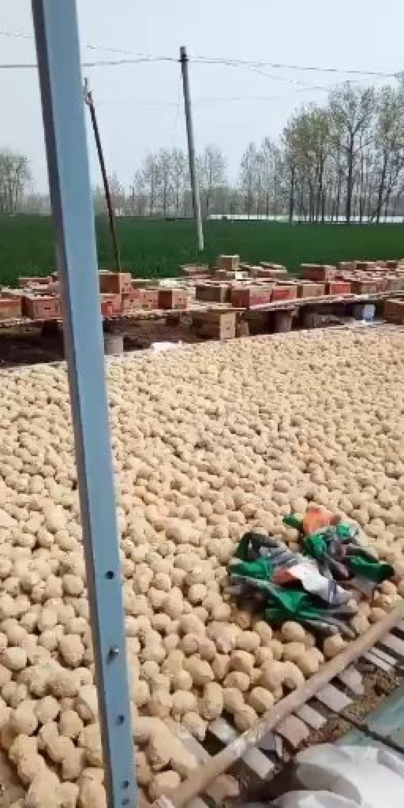 河南五香变蛋