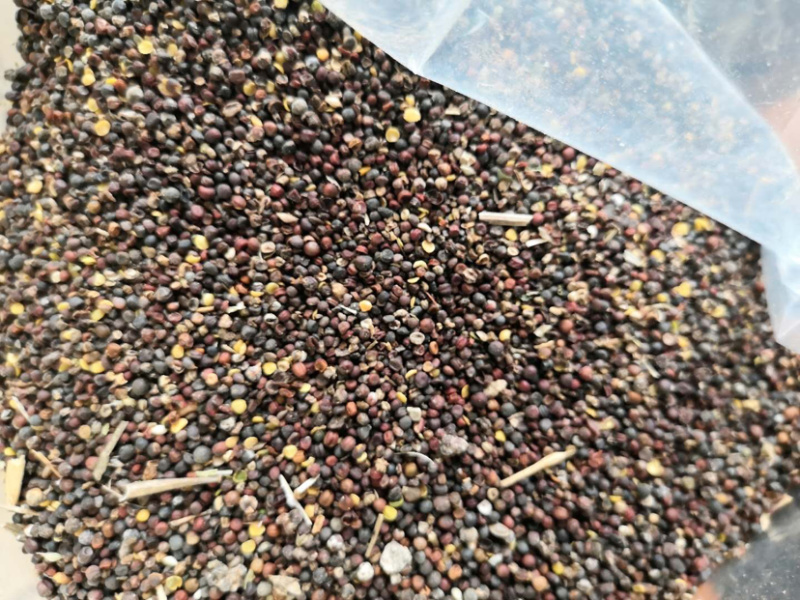 菜子下脚料