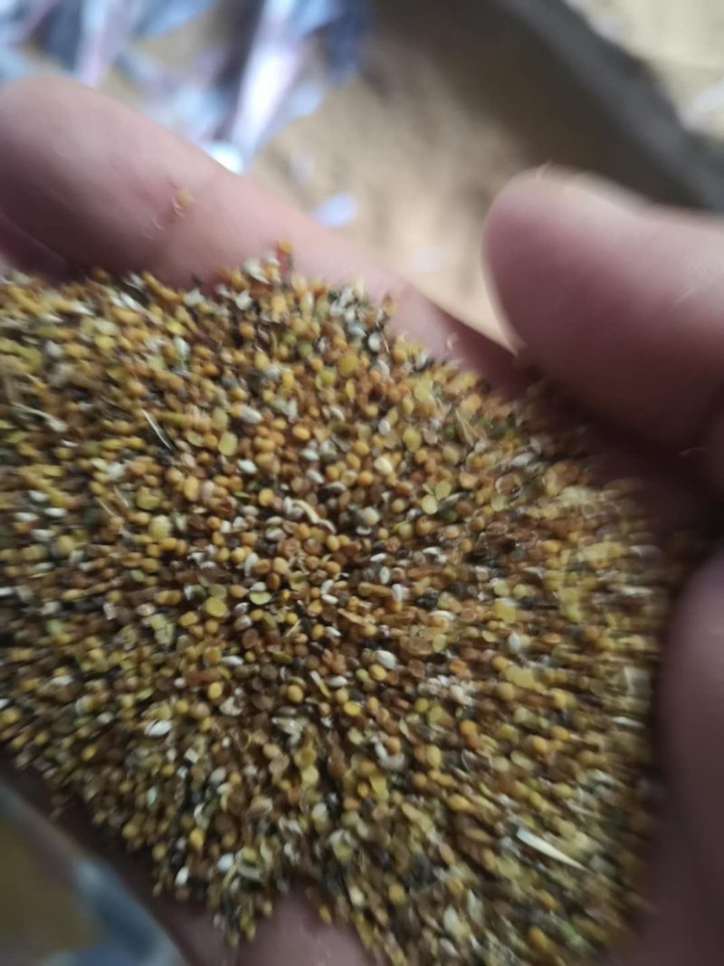 菜子下脚料