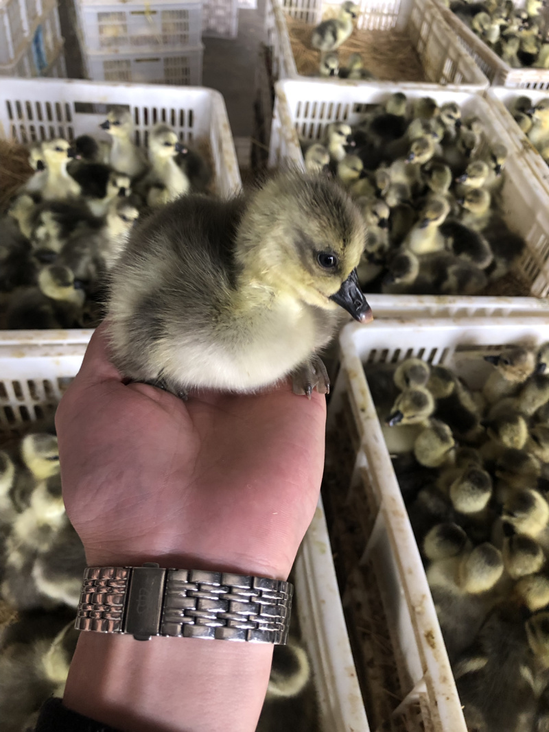 批发大种白狮头灰狮头