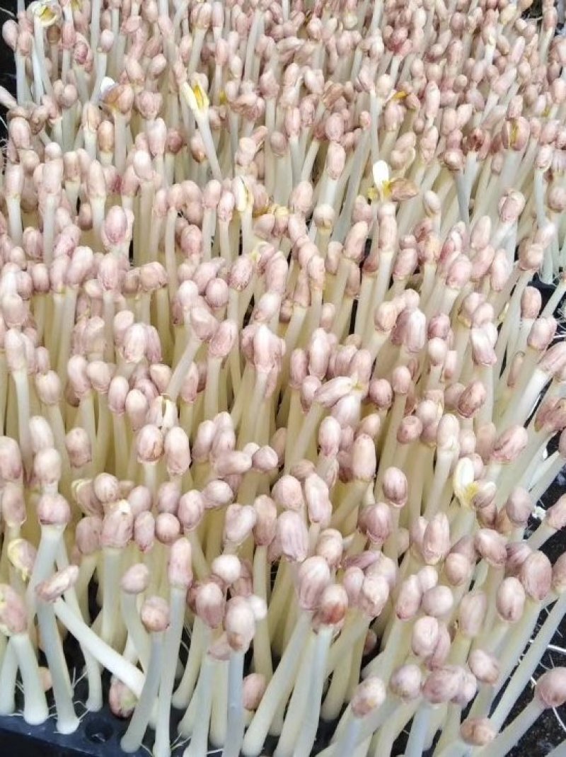 花生芽