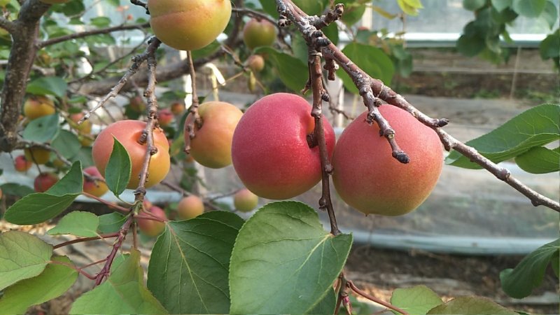 丰源红杏