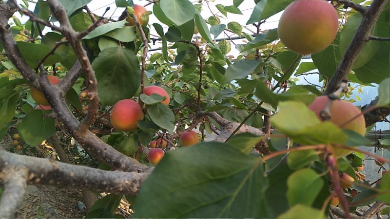 丰源红杏