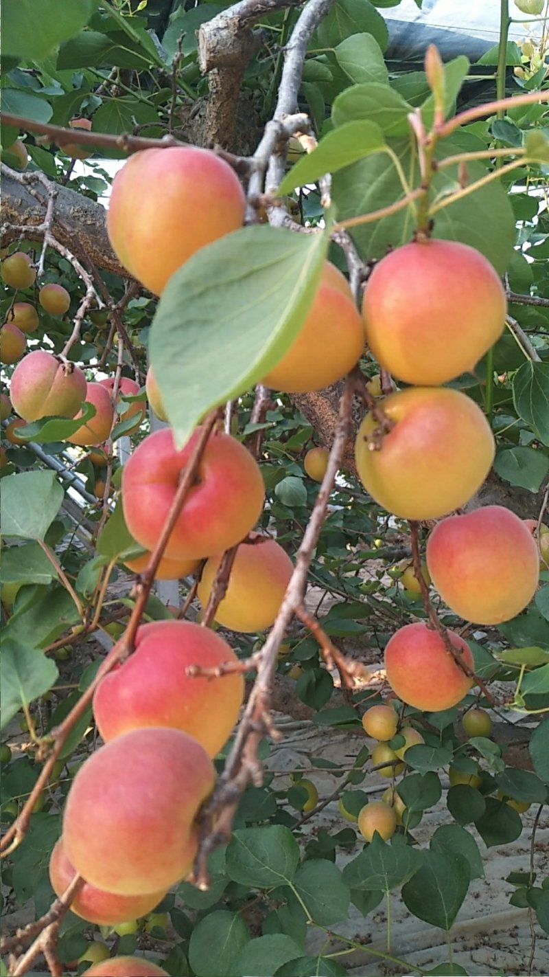 丰源红杏
