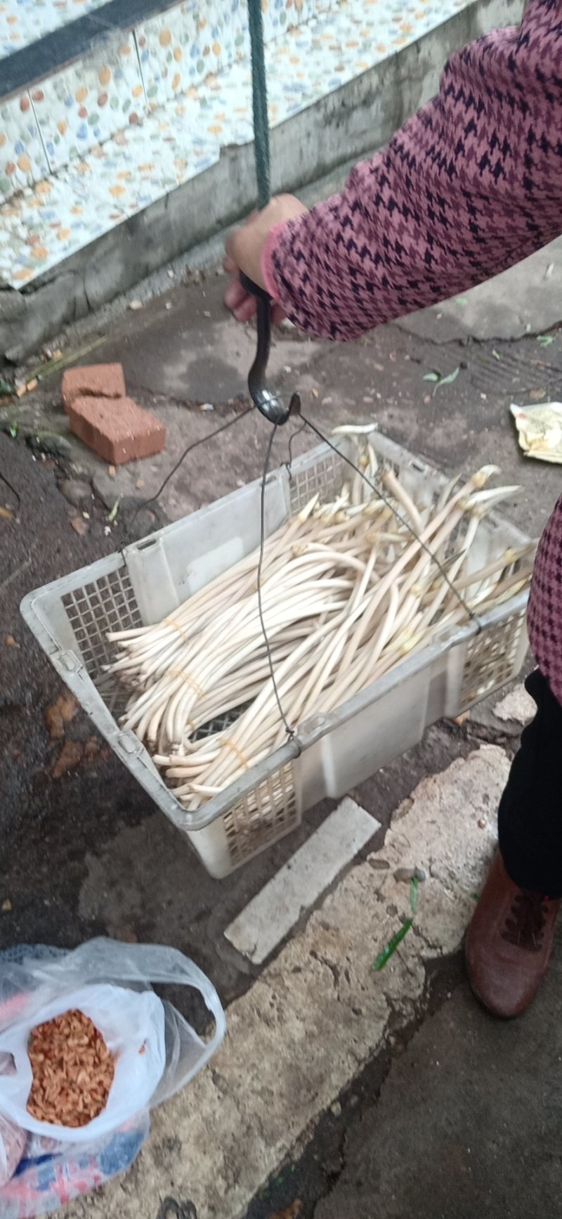 藕带藕尖新鲜的藕芽菜尖长又白脆量大可议价