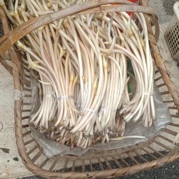 藕带藕尖新鲜的藕芽菜尖长又白脆量大可议价