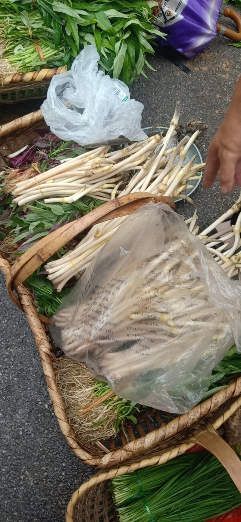 藕带藕尖新鲜的藕芽菜尖长又白脆量大可议价