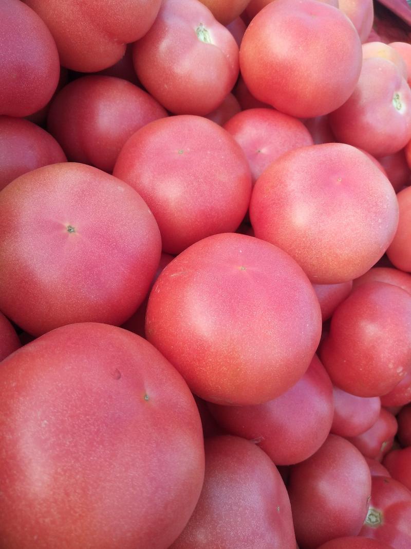 西红柿弧三硬粉产地直供代发全国质量保证