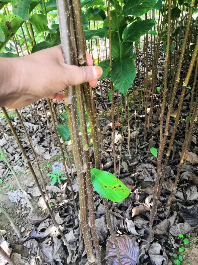 精品红玉兰苗，红白黄紫玉兰树苗，成活率高，红玉兰小苗