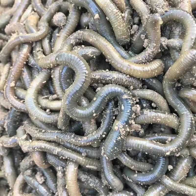 黑蚯青蚯蚓地龙蚓活体丑蚯蚓野生掉黄鳝鱼饵料