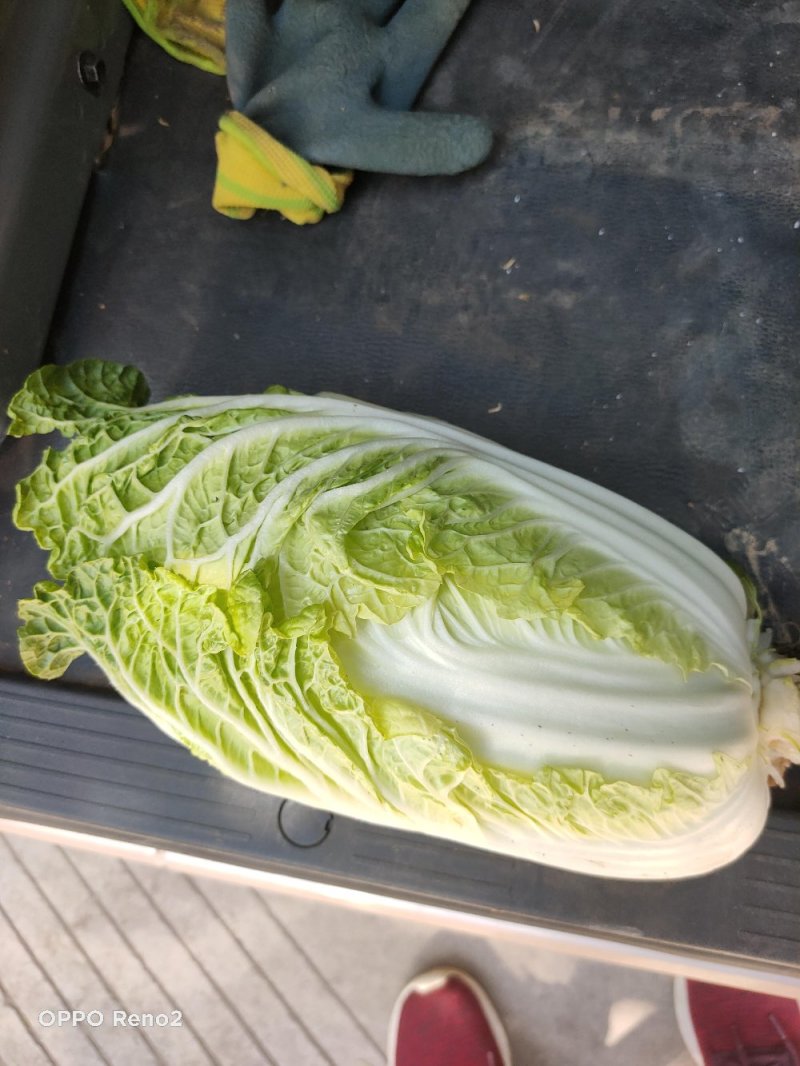 娃娃菜