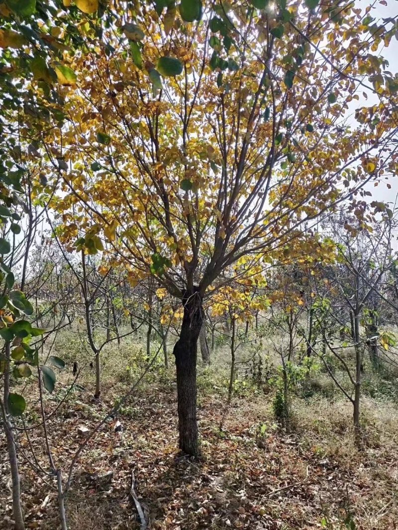 精品黄栌，河南黄栌，成活率高，产地直销黄栌