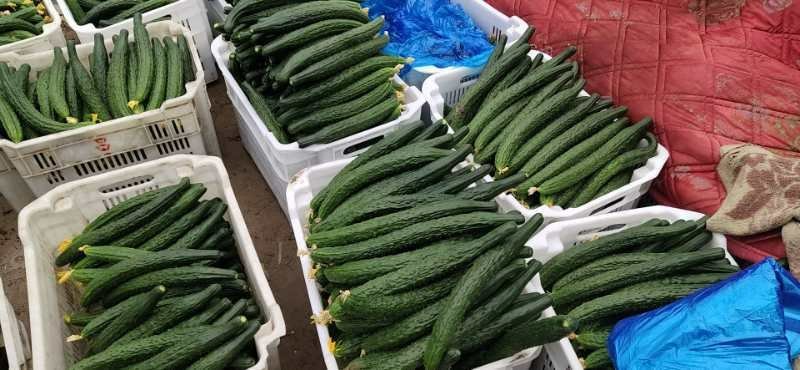 大棚精品黄瓜（交通方便，质量好，货源充足）
