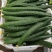 大棚精品黄瓜（交通方便，质量好，货源充足）