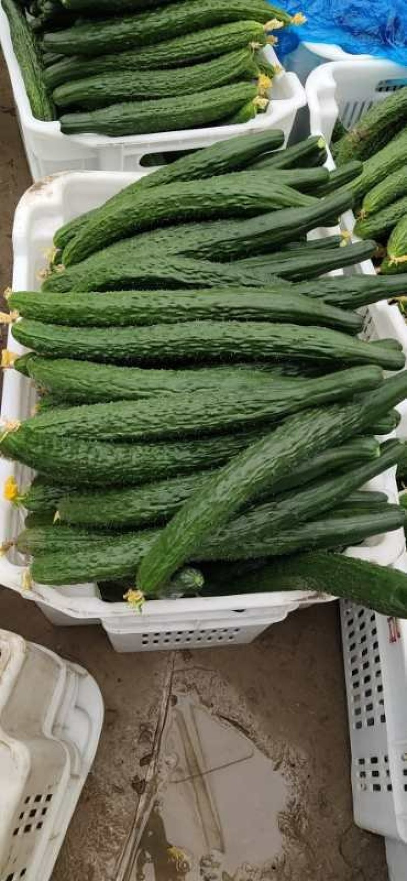 大棚精品黄瓜（交通方便，质量好，货源充足）
