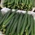 大棚精品黄瓜（交通方便，质量好，货源充足）
