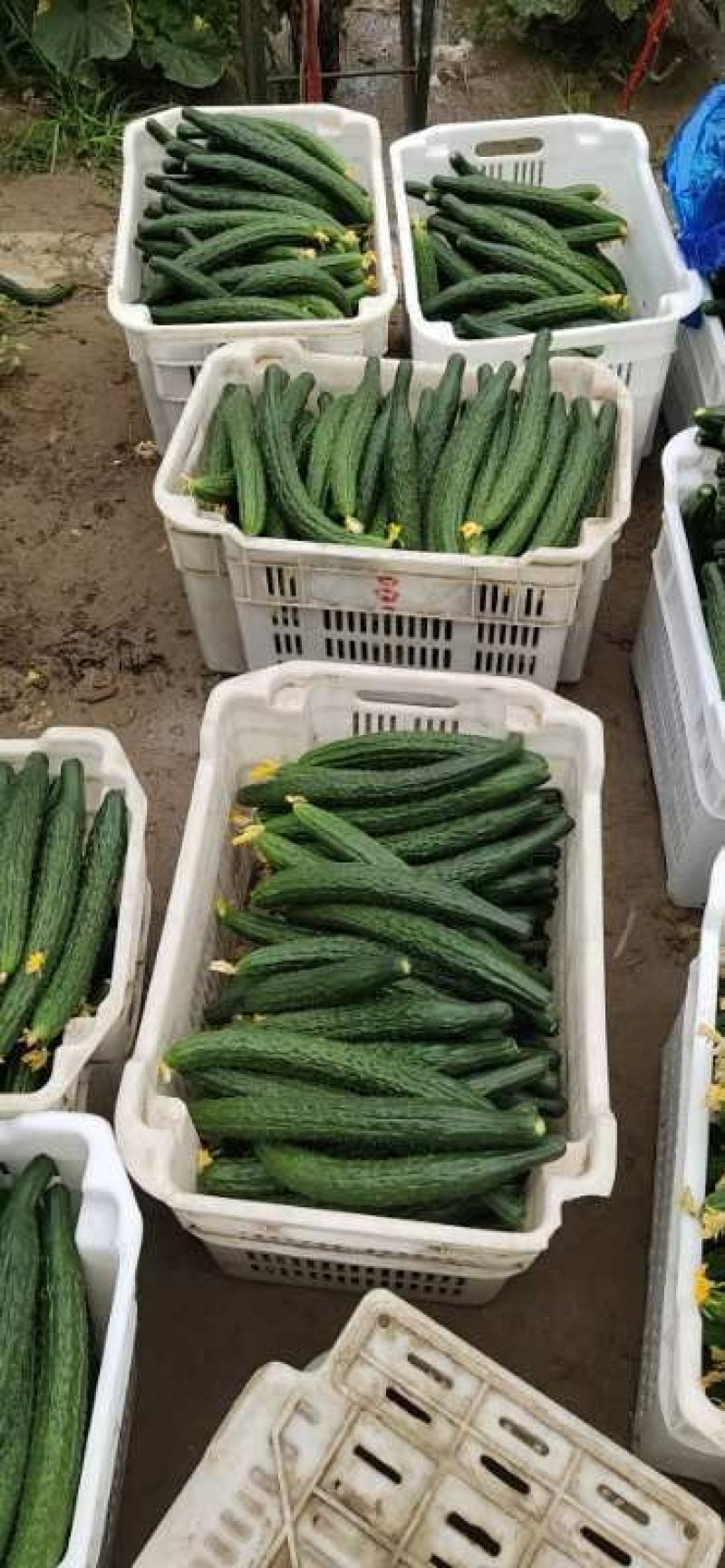 大棚精品黄瓜（交通方便，质量好，货源充足）